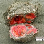 Pyura chilensis