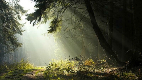 foreste contro fame nel mondo