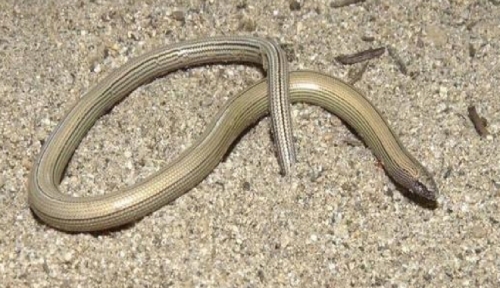 File:Serpente addenta lucertola.jpg - Wikimedia Commons