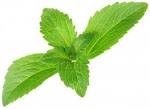 stevia2