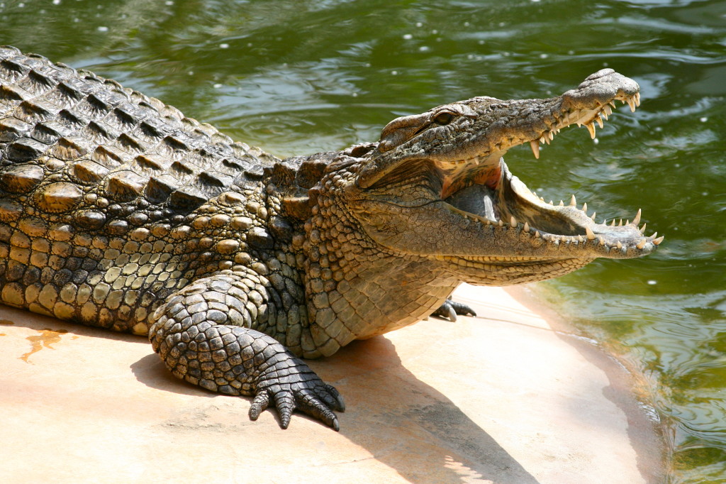 coccodrillo gigante