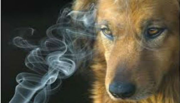animali fumo passivo
