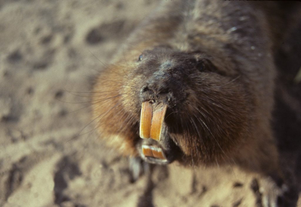 ctenomys conoveri, nuovi roditori in Bolivia