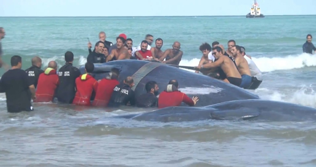 capodogli a vasto