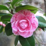 camelia fiore