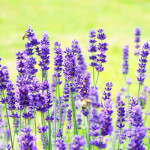 lavanda acqua di san giovanni