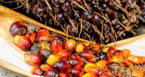 Stop all'olio di palma nelle miscele dei biocarburanti