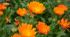 La calendula per cicatrizzare le ferite