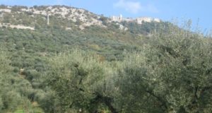 Raccolta delle olive, annata pessima