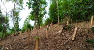 “Ancora Natura per l’Altopiano”: rinascono i boschi distrutti da Vaia in Veneto