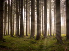 La foresta è la mia cura in un libro