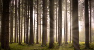 La foresta è la mia cura in un libro