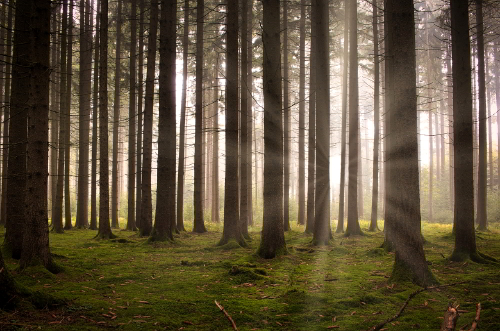 La foresta è la mia cura in un libro