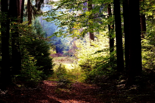 PIÙ ALBERI MENO MALATTIE: DIMOSTRATI REALI BENEFICI PER CHI VIVE NELLE ZONE GREEN