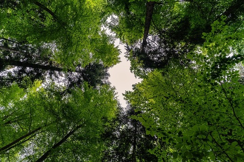 Gli alberi proteggono contro le bombe d'acqua