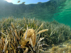 Mediterraneo sempre più caldo, biodiversità in pericolo: salviamo la Pinna nobilis prima che si estingua