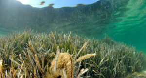 Mediterraneo sempre più caldo, biodiversità in pericolo: salviamo la Pinna nobilis prima che si estingua