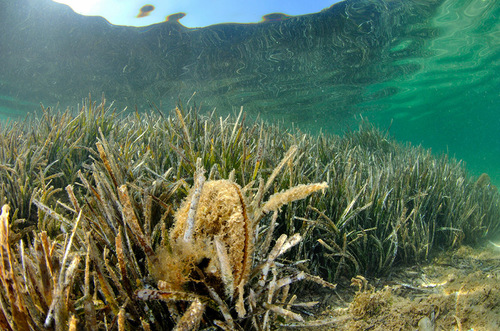 Mediterraneo sempre più caldo, biodiversità in pericolo: salviamo la Pinna nobilis prima che si estingua