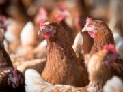 Milioni di galline allevate in gabbia: un nuova azienda pubblica policy cage-free