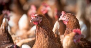 Milioni di galline allevate in gabbia: un nuova azienda pubblica policy cage-free