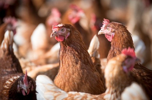 Milioni di galline allevate in gabbia: un nuova azienda pubblica policy cage-free