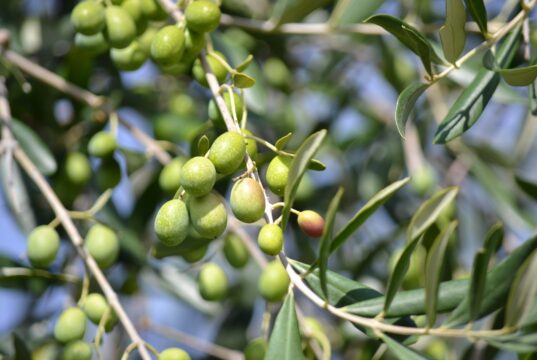 La raccolta delle olive rappresenta un momento cruciale nel calendario agricolo italiano.