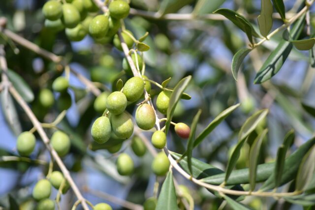 La raccolta delle olive rappresenta un momento cruciale nel calendario agricolo italiano.