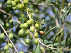 La raccolta delle olive rappresenta un momento cruciale nel calendario agricolo italiano.